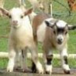 Meet your Posher, Mandi